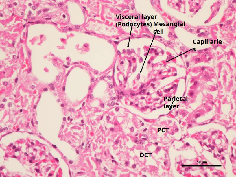 Renal Corpuscle 3